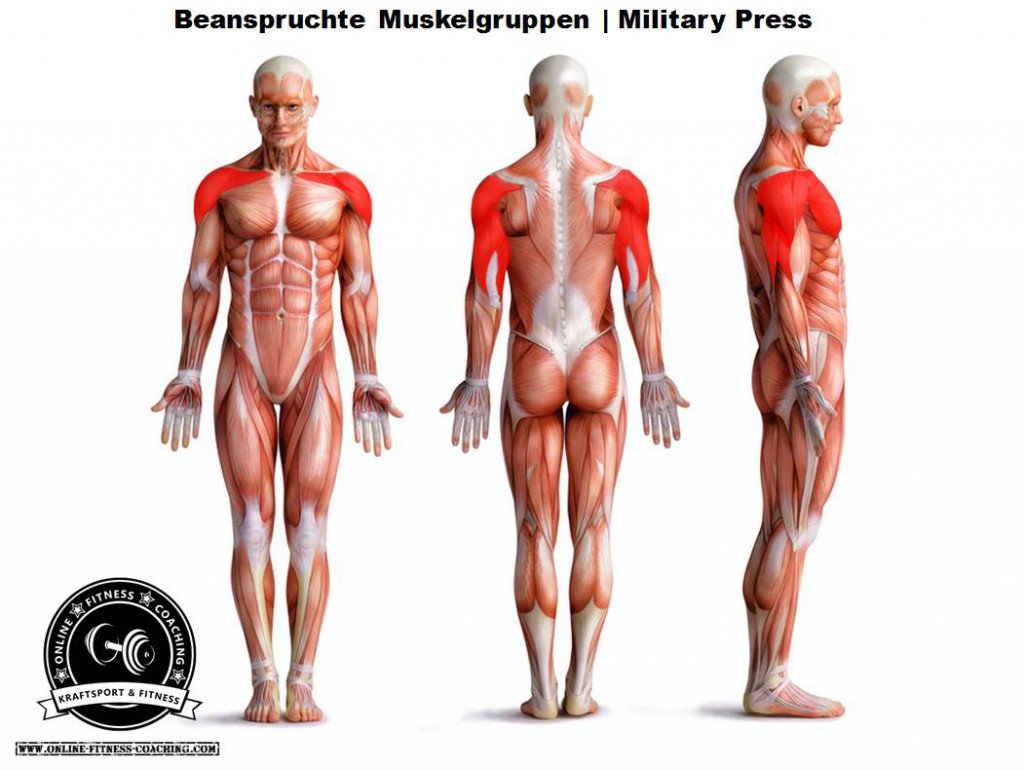 Military Press Muskelgruppen
